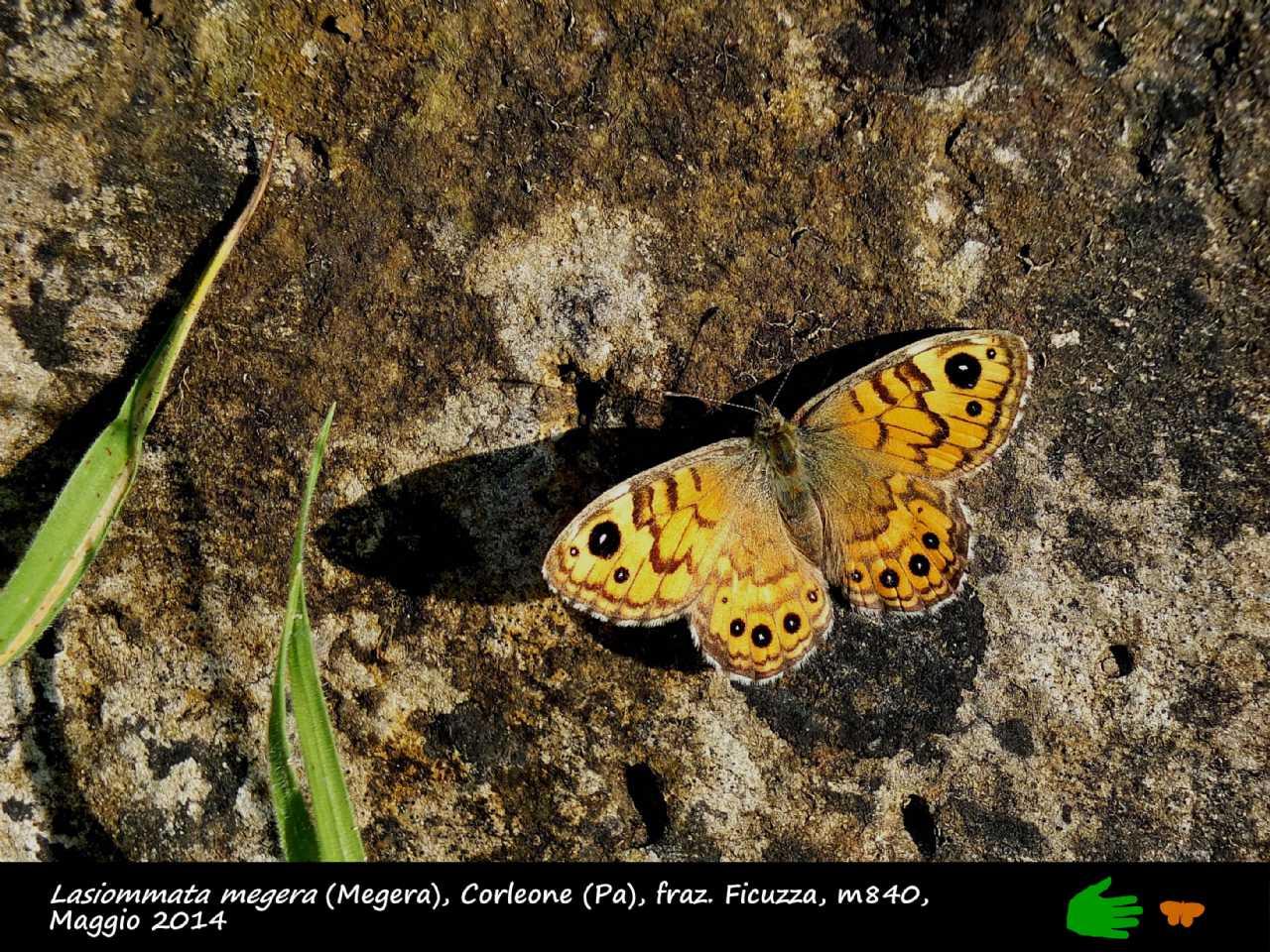 Calendarietto naturalistico