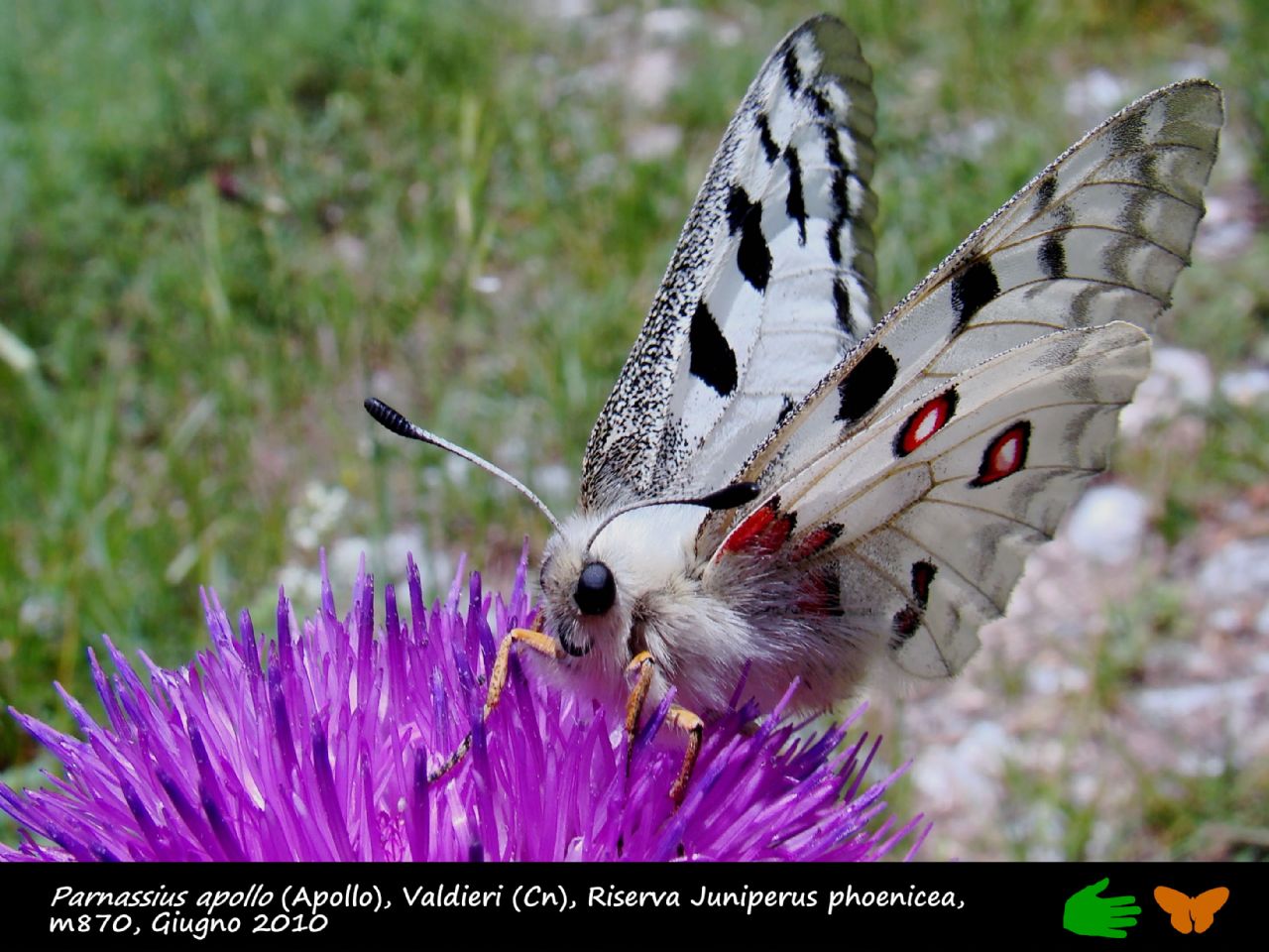 Calendarietto naturalistico