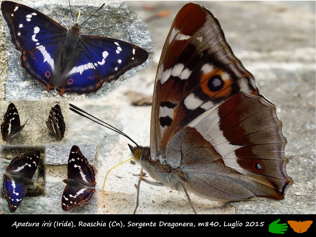 Calendarietto naturalistico