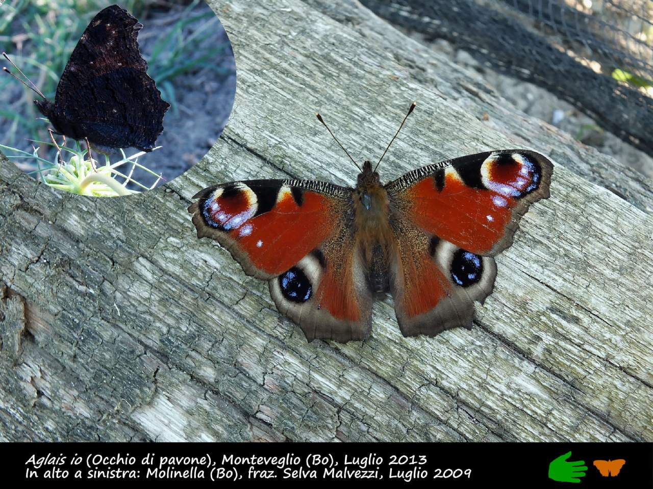 Calendarietto naturalistico
