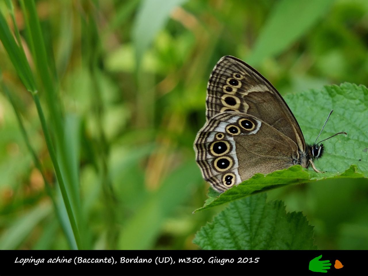 Calendarietto naturalistico