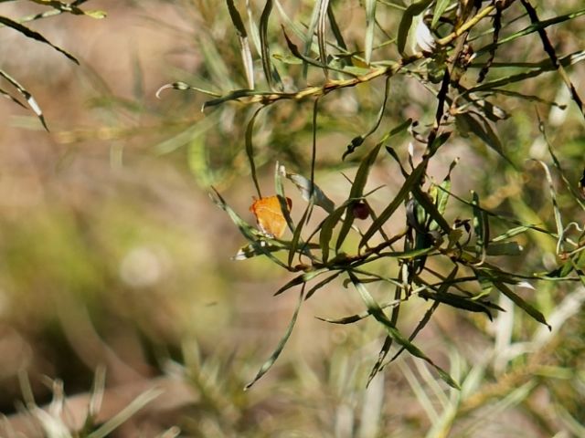 Farfalle Val Raccolana: Settembre e conclusioni