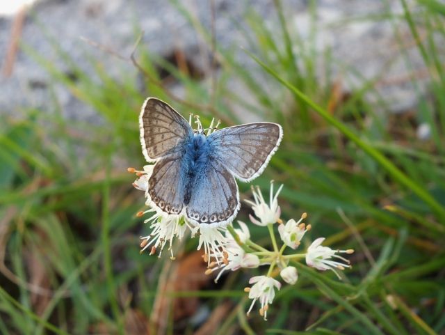 Farfalle Val Raccolana: Settembre e conclusioni