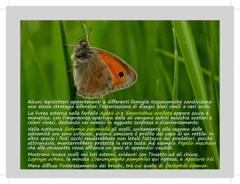 Calendarietto naturalistico