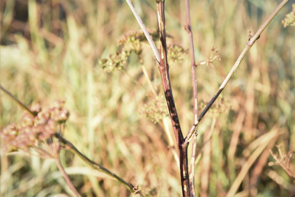 Tre apiaceae da determinare: pianta numero 1