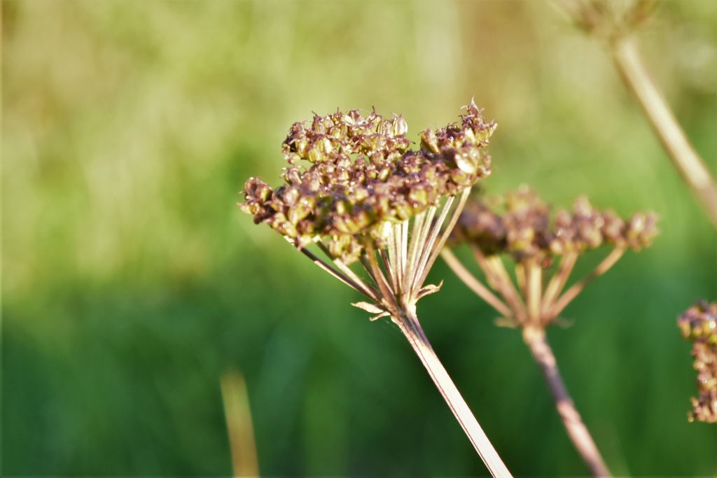 Tre apiaceae da determinare: pianta numero 1