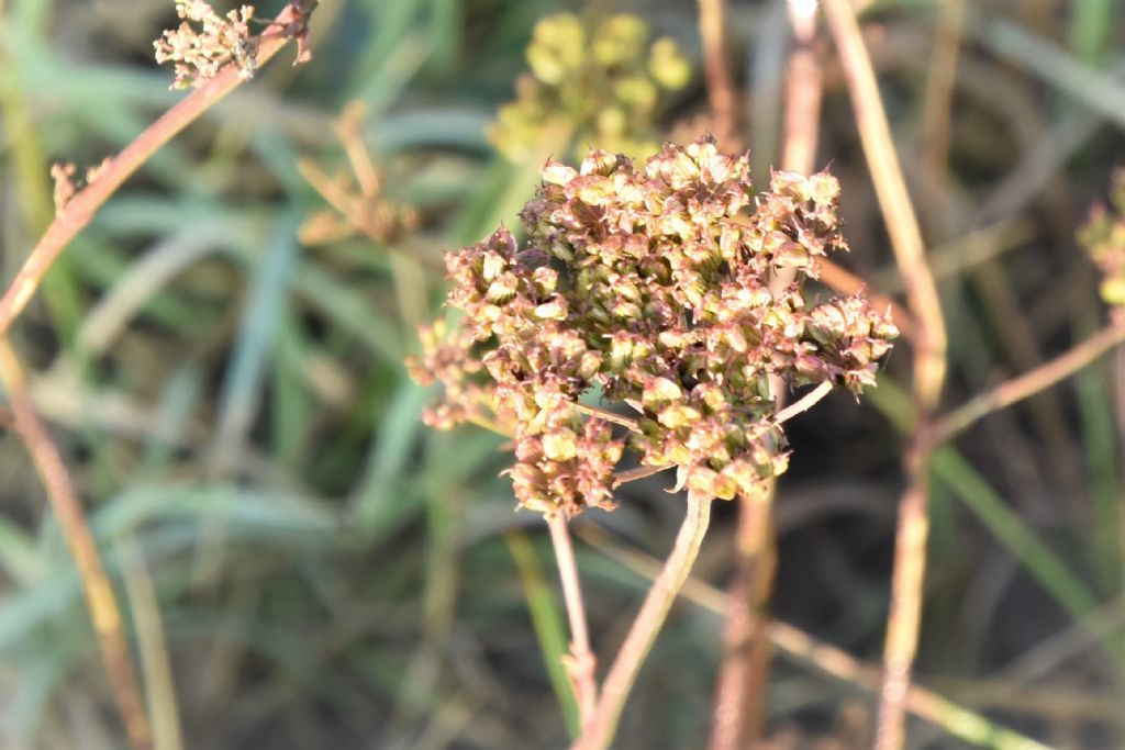 Tre apiaceae da determinare: pianta numero 1