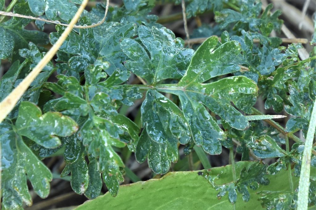 Tre apiaceae da determinare: pianta numero 1