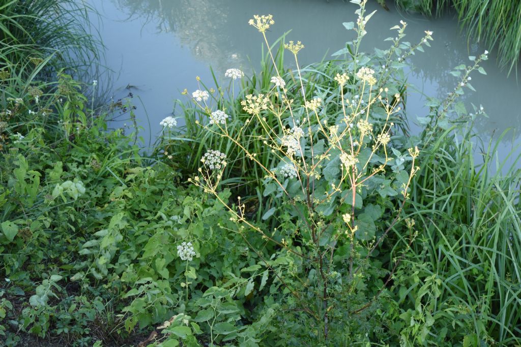 Apiaceae: Xanthoselinum venetum  (cfr.)