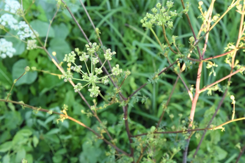 Apiaceae: Xanthoselinum venetum  (cfr.)