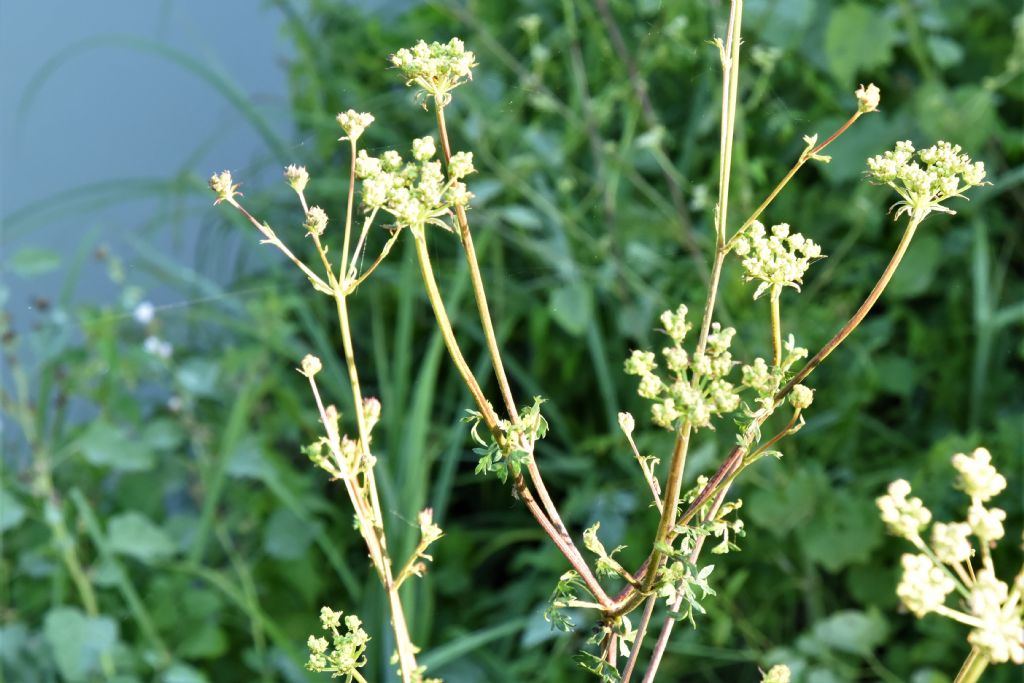 Apiaceae: Xanthoselinum venetum  (cfr.)