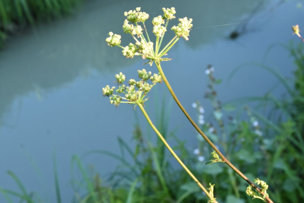 Apiaceae: Xanthoselinum venetum  (cfr.)