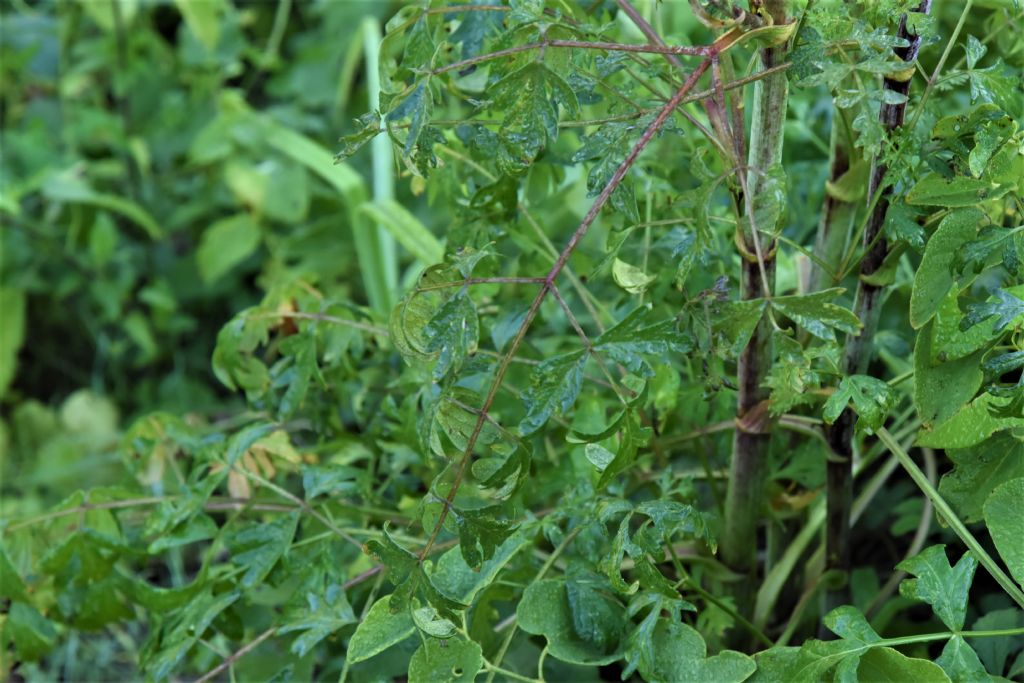 Apiaceae: Xanthoselinum venetum  (cfr.)