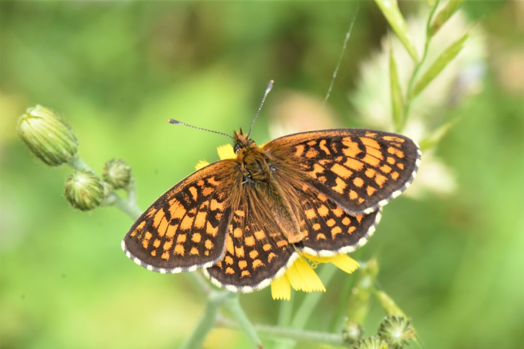 Melitaea varia? No, Melitaea celadussa