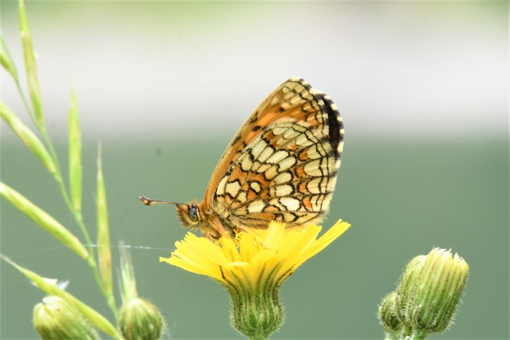 Melitaea varia? No, Melitaea celadussa