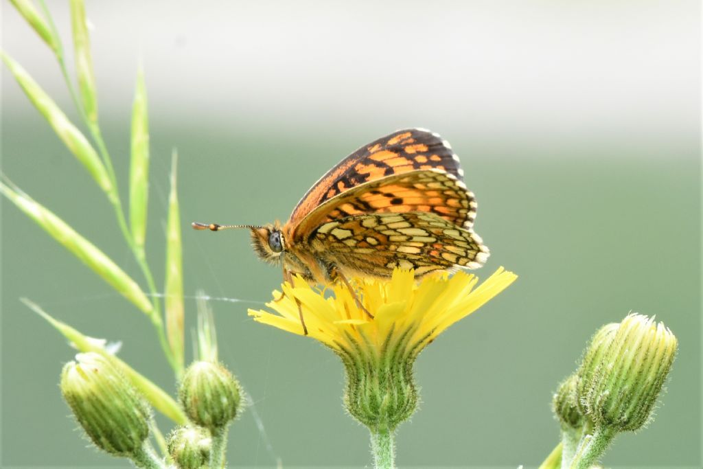 Melitaea varia? No, Melitaea celadussa