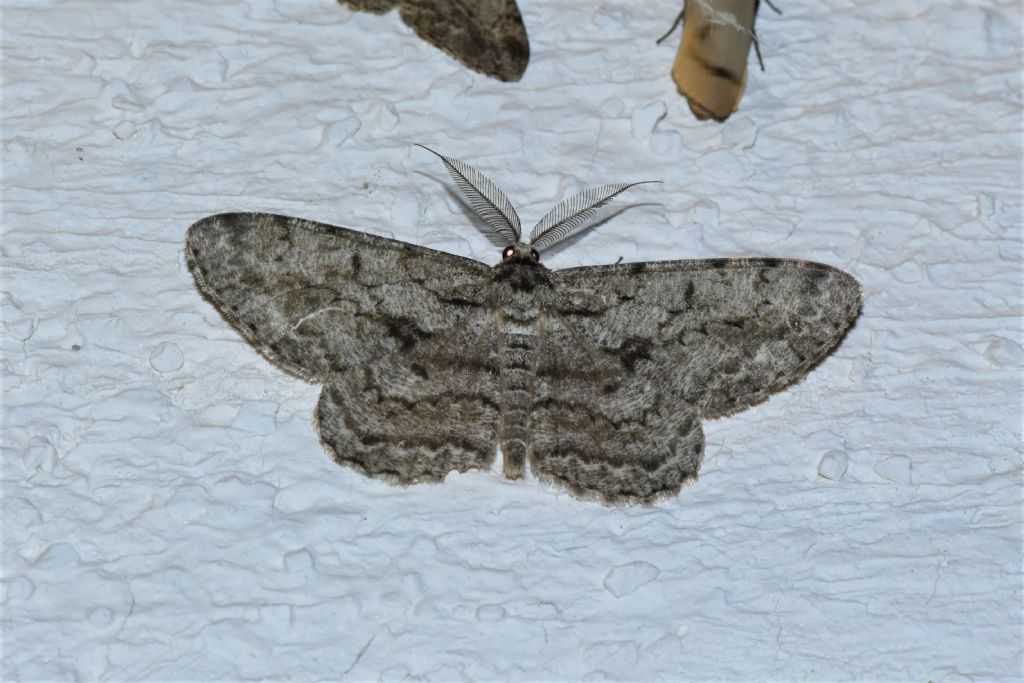 Quale Geometridae? Hypomecis roboraria