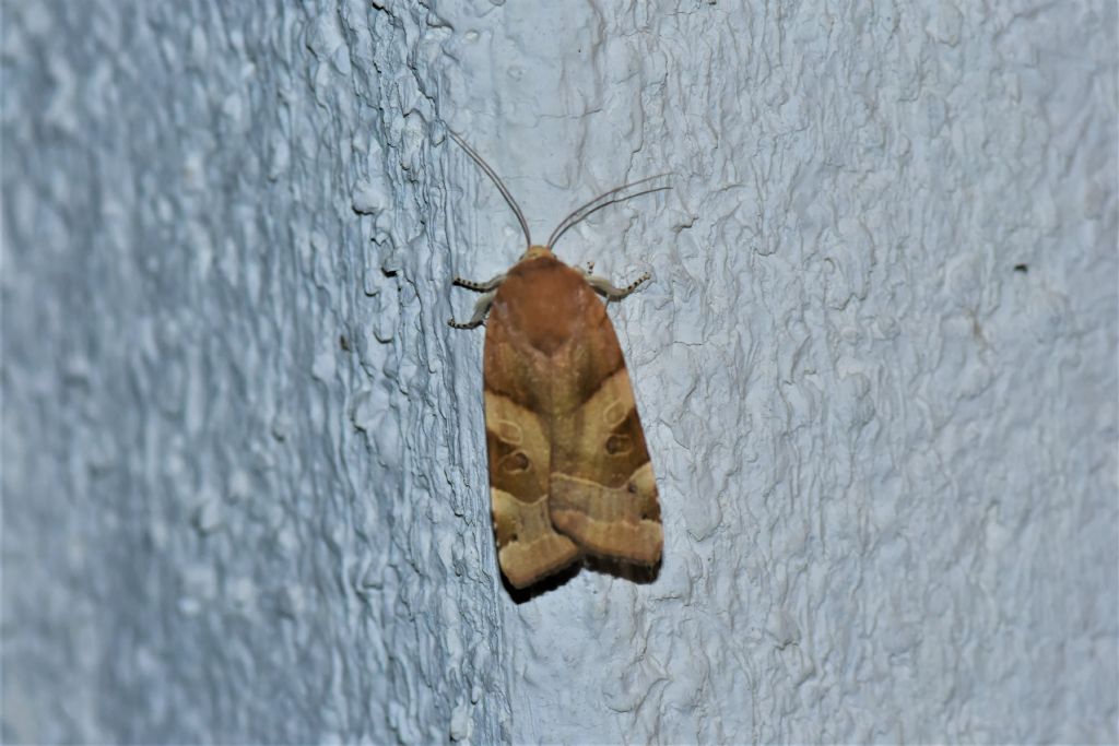 Noctua tirrenica o Noctua fimbriata, possibile distinguere?