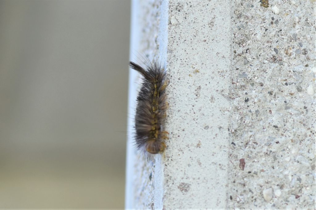 Bruco con pennacchio scuro: Calliteara pudibunda - Erebidae