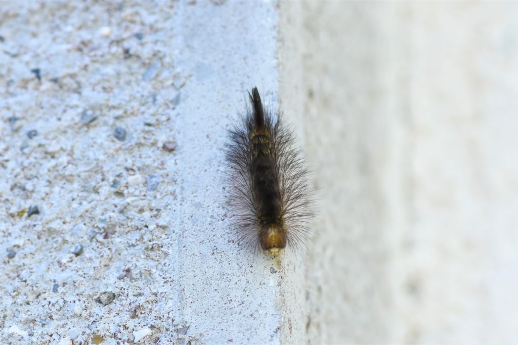 Bruco con pennacchio scuro: Calliteara pudibunda - Erebidae