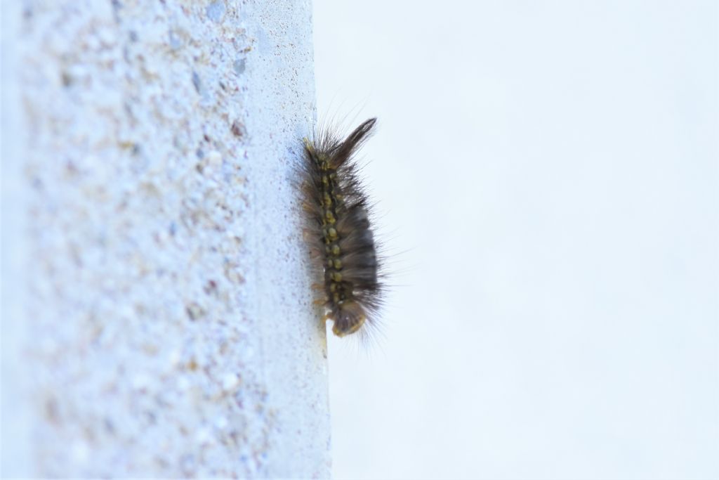 Bruco con pennacchio scuro: Calliteara pudibunda - Erebidae