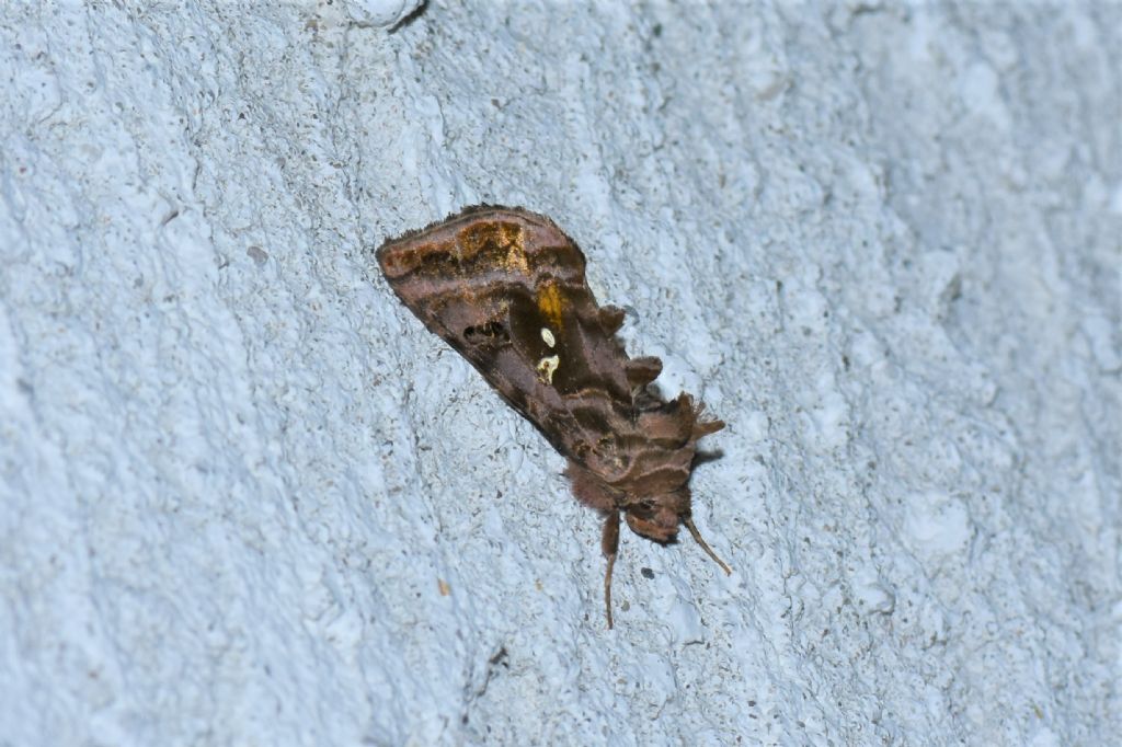 Autographa pulchrina?