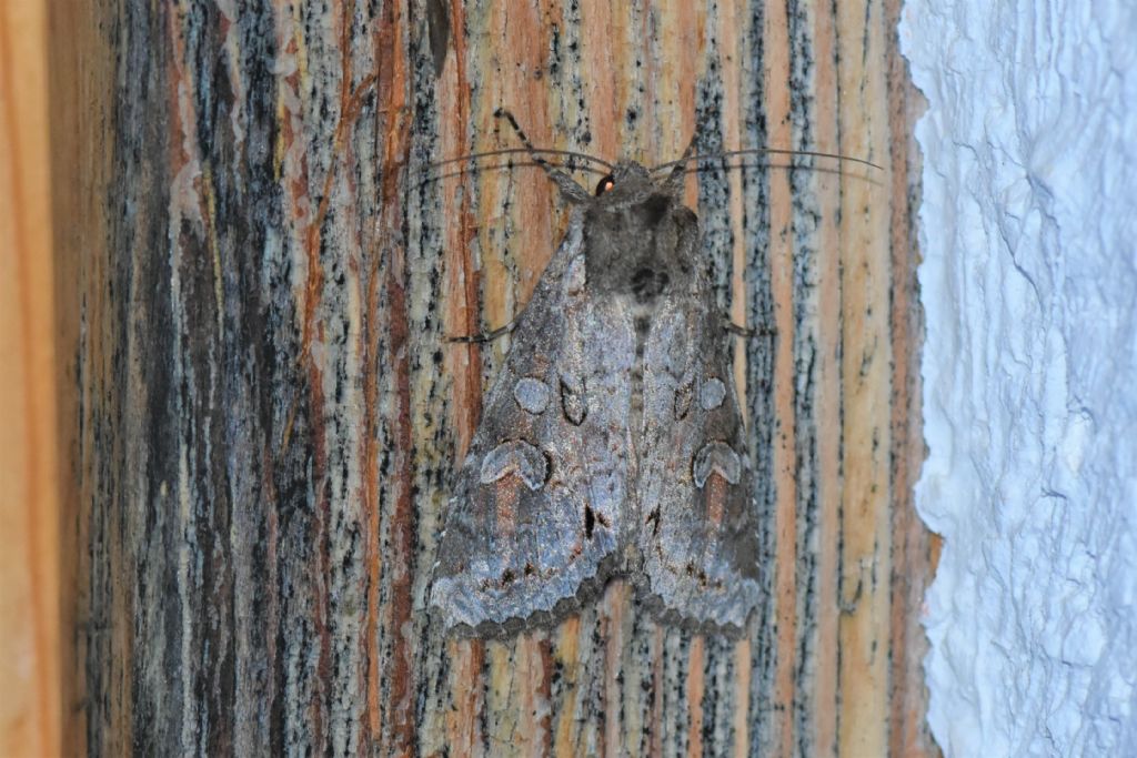 Polia hepatica? No, Polia bombycina - Noctuidae