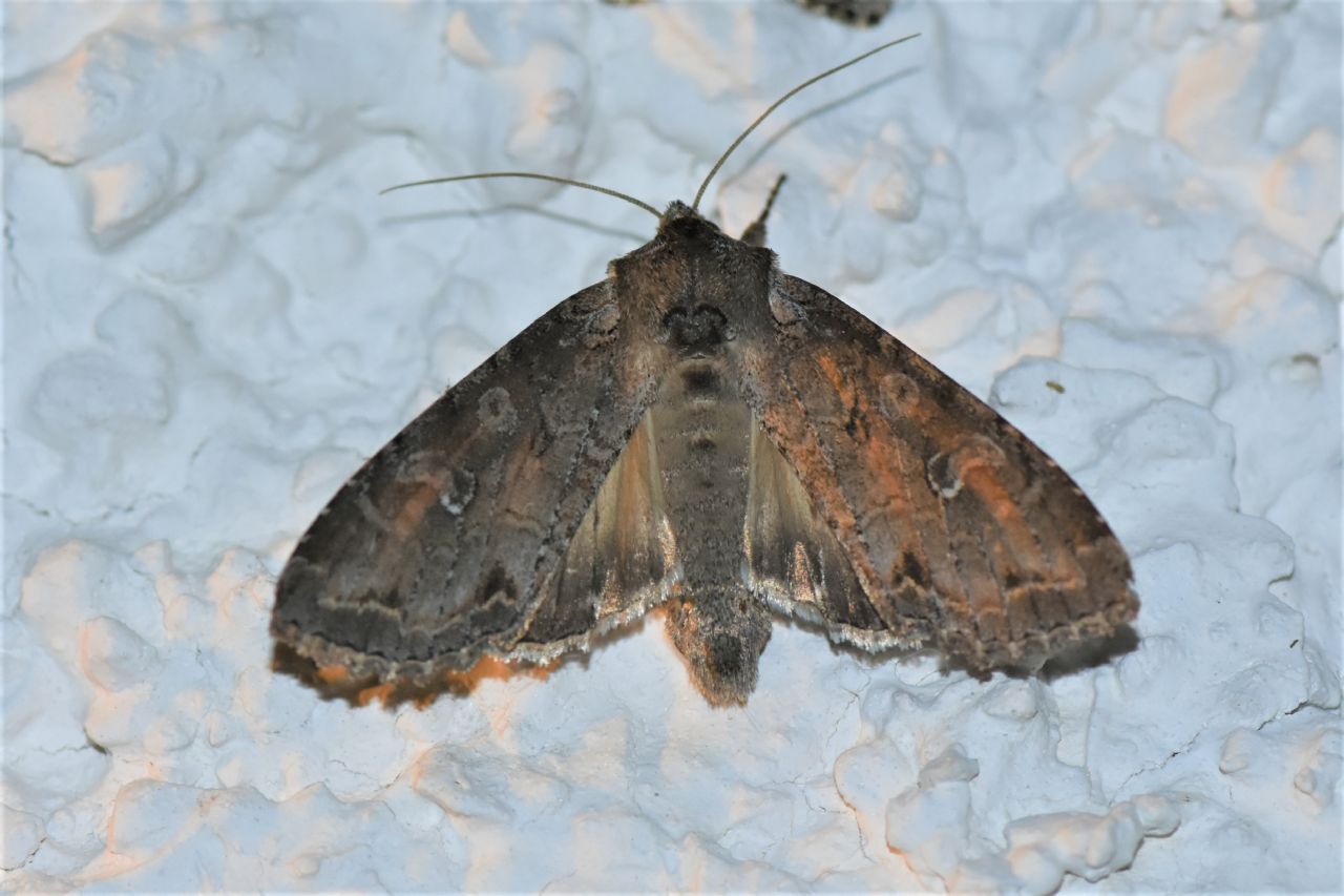 Quale Noctuidae?  Polia bombycina