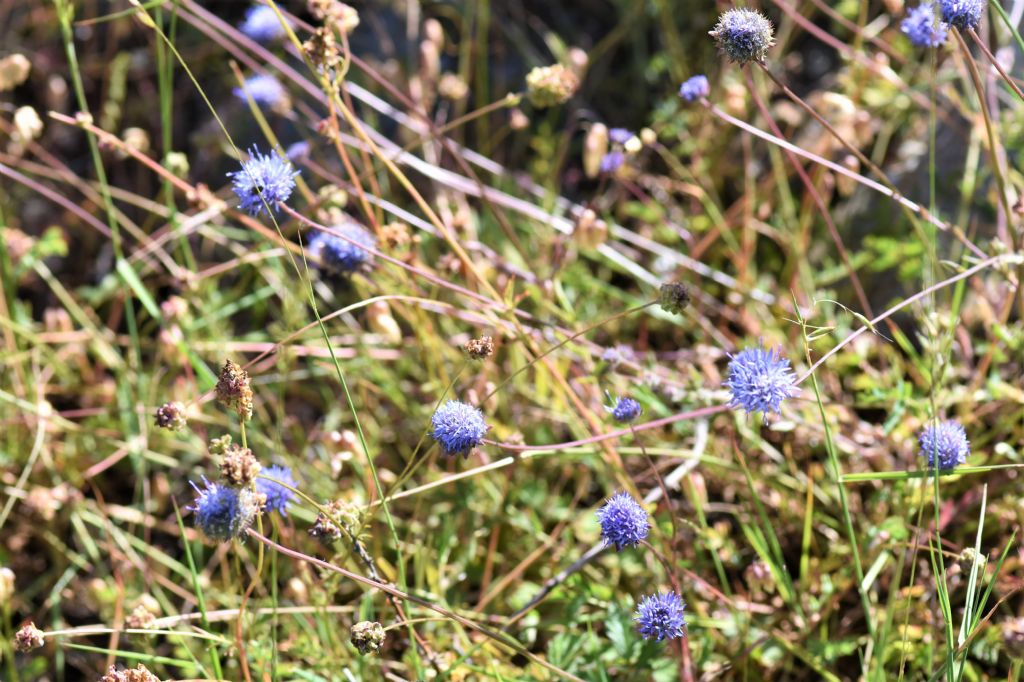 Sardegna: jasione echinata?   S, Jasione montana (=echinata)