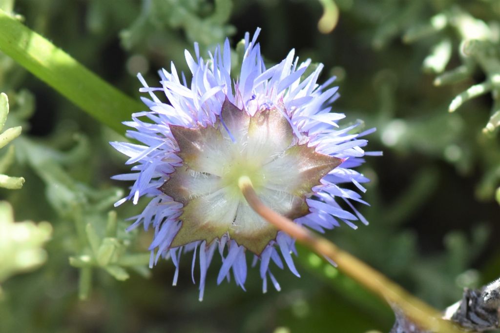 Sardegna: jasione echinata?   S, Jasione montana (=echinata)