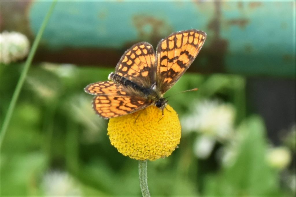 Leucanthemum virgatum / Margherita discoidea