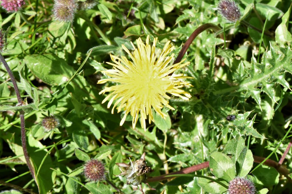 Genere Taraxacum?