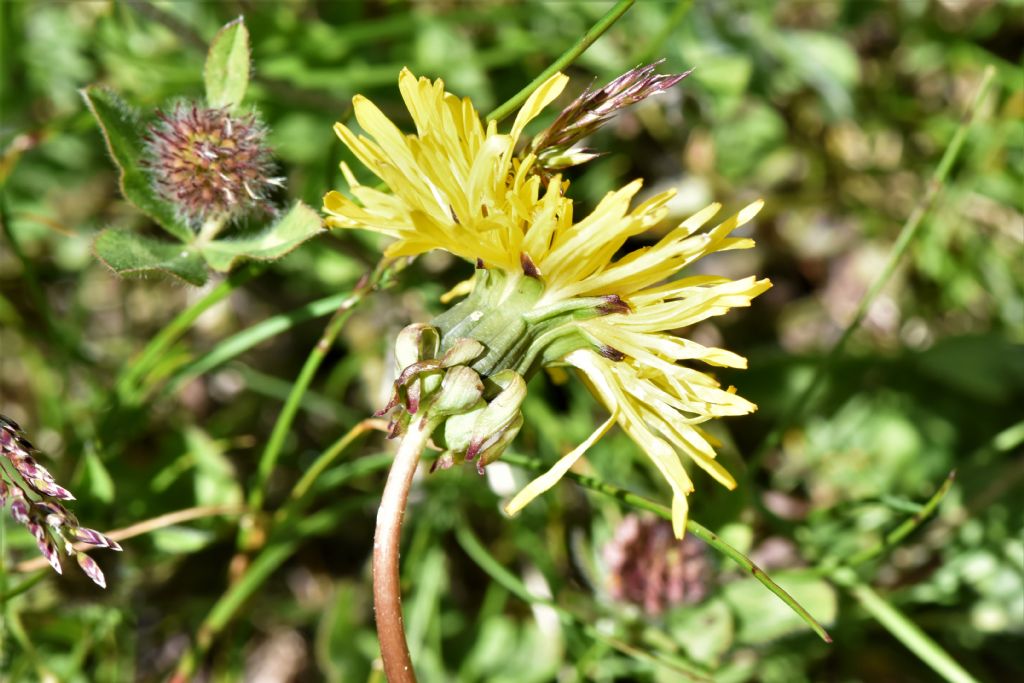 Genere Taraxacum?