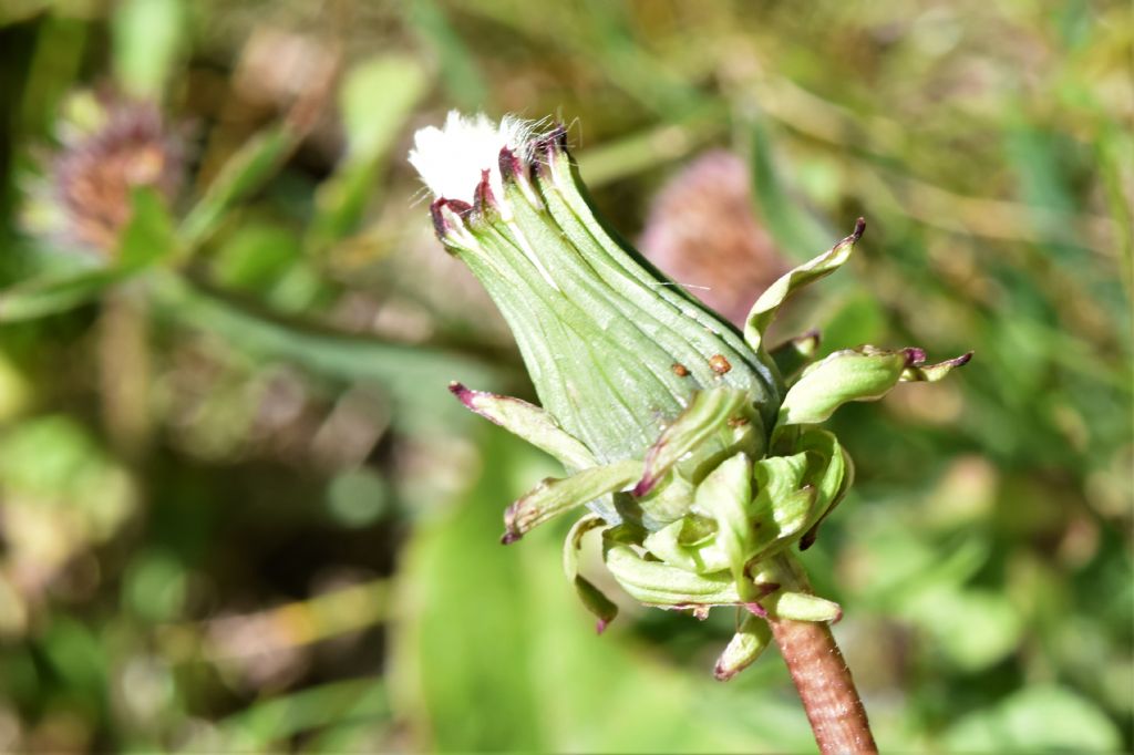 Genere Taraxacum?