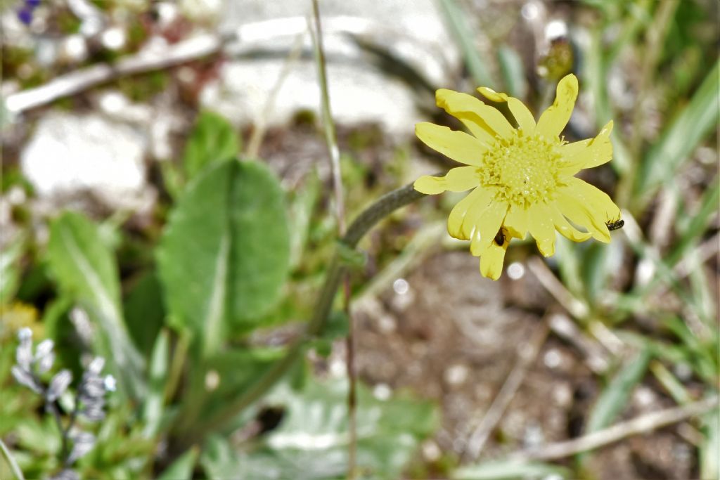 Quale tra le asteraceae?  Senecio doronicum