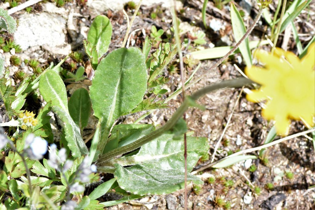 Quale tra le asteraceae?  Senecio doronicum