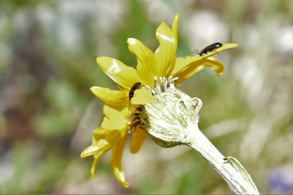 Quale tra le asteraceae?  Senecio doronicum