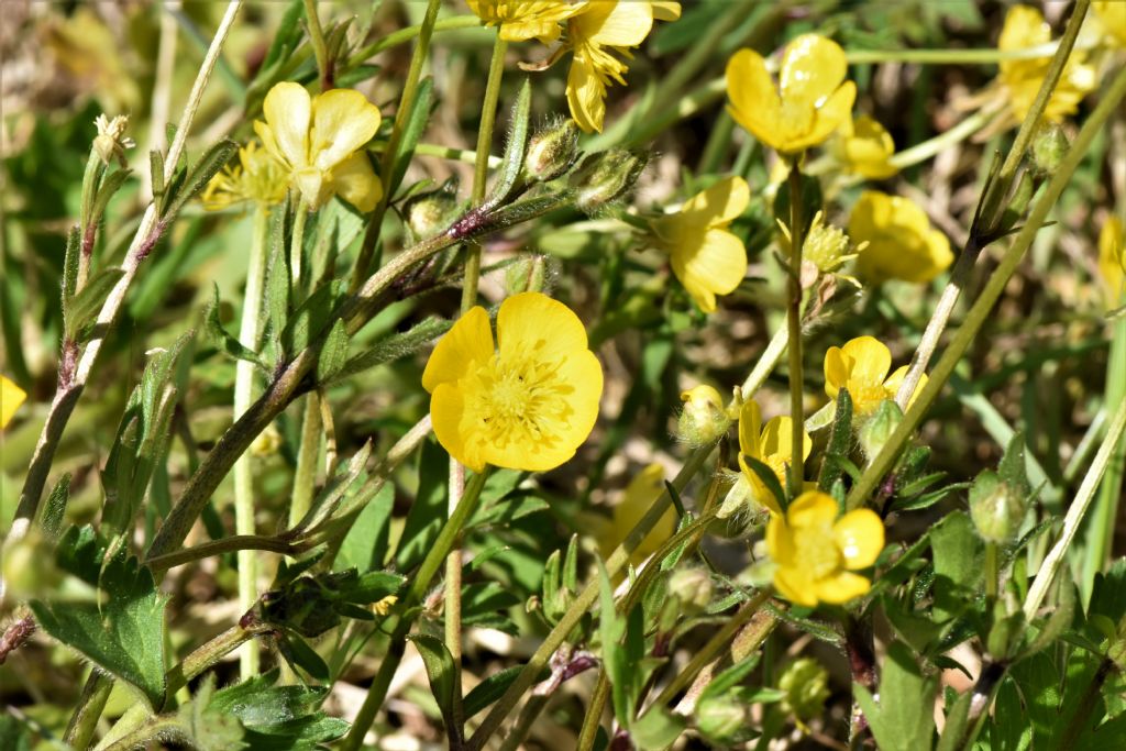 Ranunculus bulbosus? S