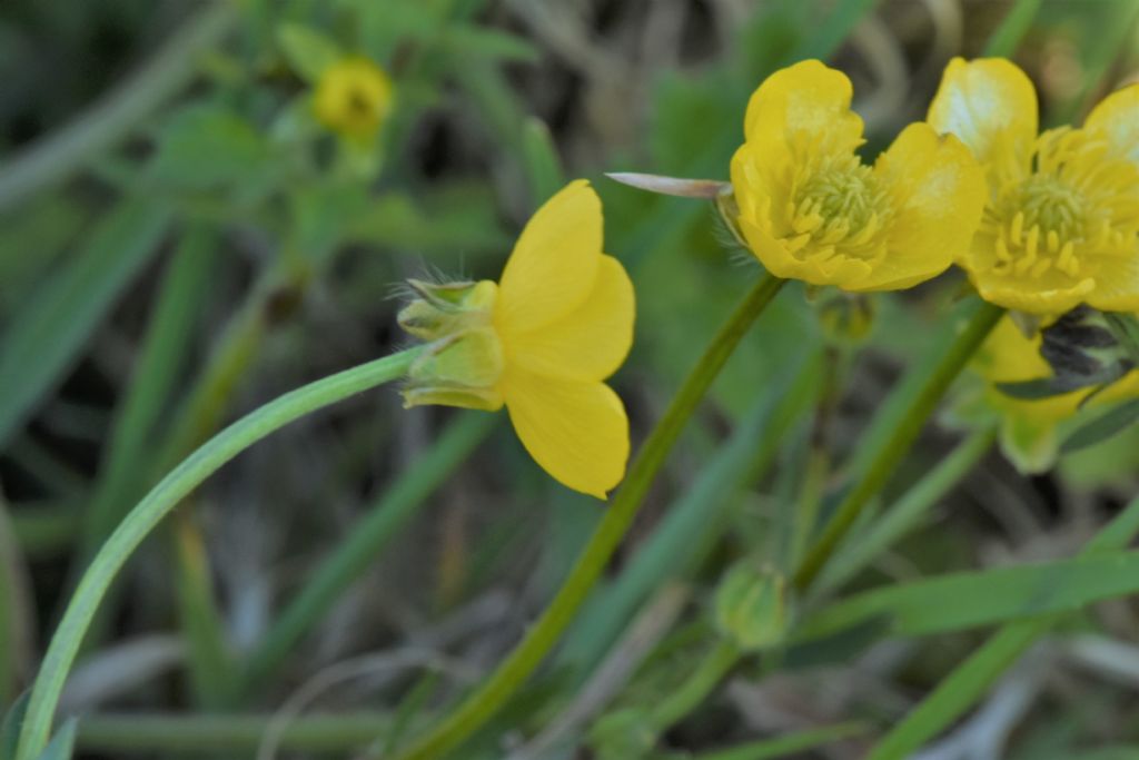 Ranunculus bulbosus? S