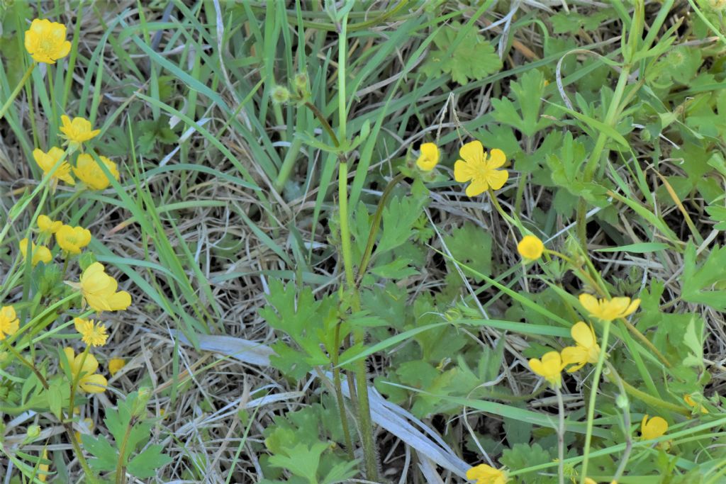 Ranunculus bulbosus? S