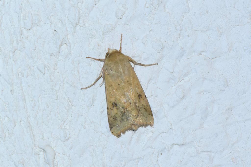 Helicoverpa armigera e Hyppa rectilinea (Noctuidae)