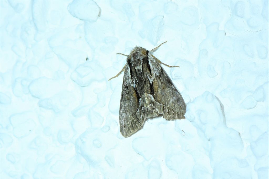 Helicoverpa armigera e Hyppa rectilinea (Noctuidae)