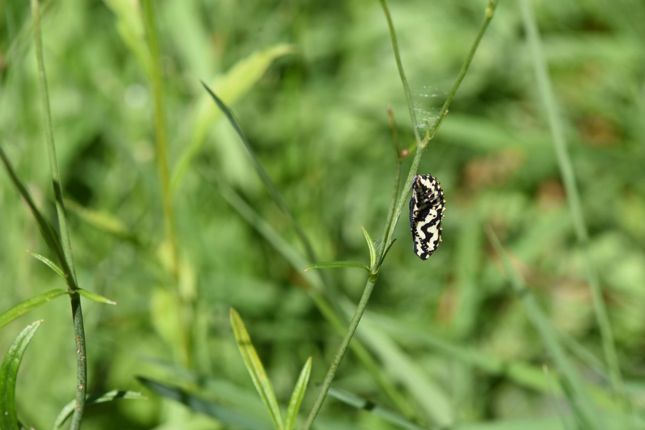 Crisalide Nymphalidae da Identificare