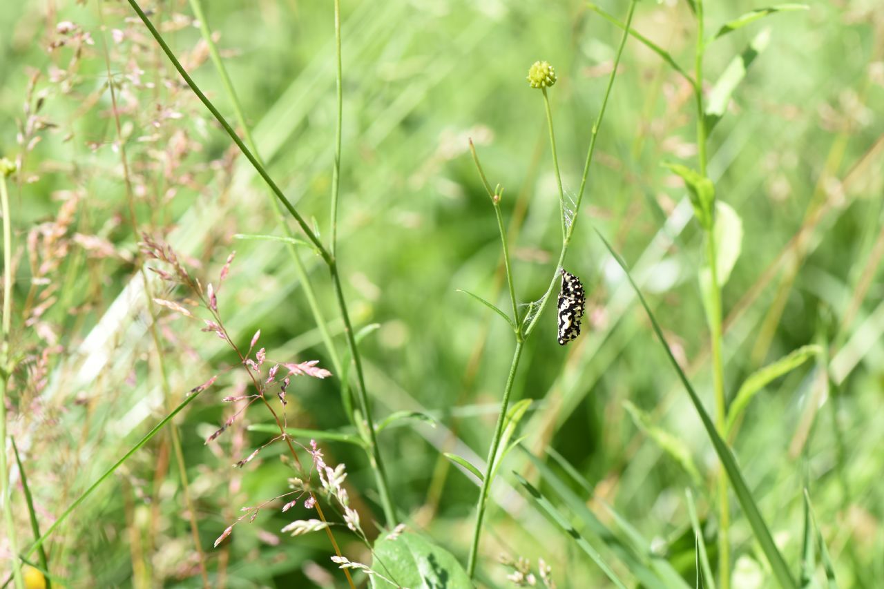 Crisalide Nymphalidae da Identificare