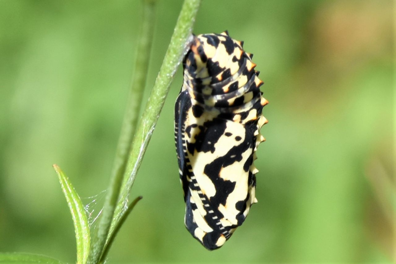 Crisalide Nymphalidae da Identificare