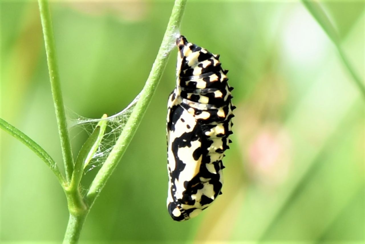 Crisalide Nymphalidae da Identificare