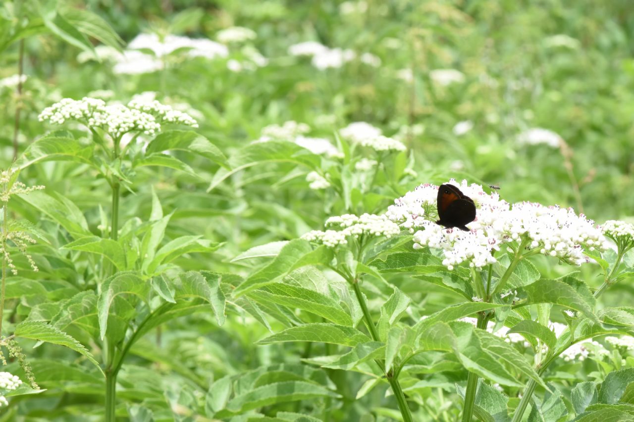 Erebia del Tarvisiano da identificare: Erebia stiria