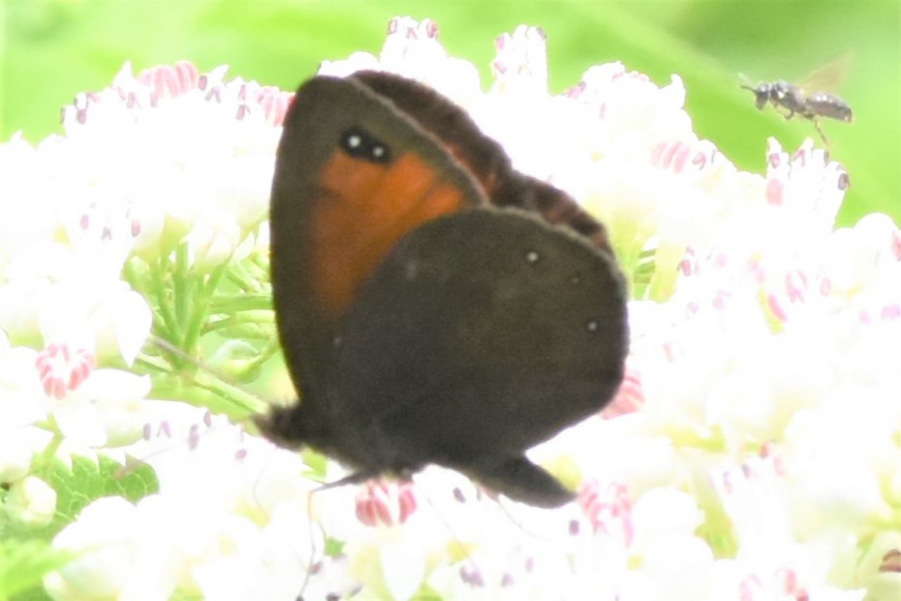 Erebia del Tarvisiano da identificare: Erebia stiria