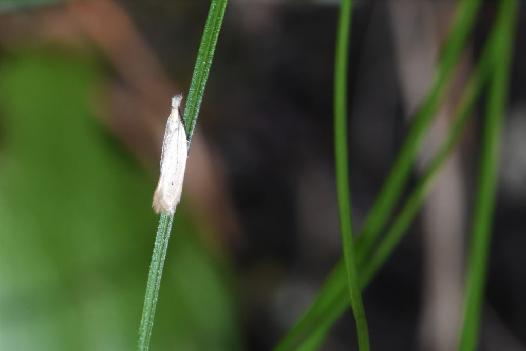 Micro da Id. Genere Bucculatrix?