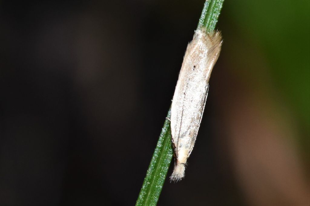 Micro da Id. Genere Bucculatrix?